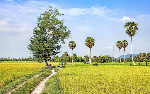 Golden rice fields  from Chrome web store to be run with OffiDocs Chromium online