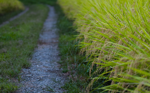 Golden rice fields laden with flowers  from Chrome web store to be run with OffiDocs Chromium online