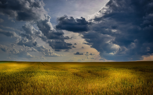 Golden ripe rice fields  from Chrome web store to be run with OffiDocs Chromium online