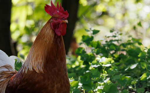 Golden rooster  from Chrome web store to be run with OffiDocs Chromium online
