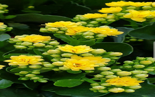 Golden Sedum Flower Wallpaper  from Chrome web store to be run with OffiDocs Chromium online