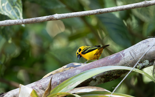 Golden sparrow  from Chrome web store to be run with OffiDocs Chromium online