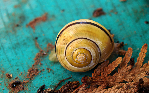Golden Spiral Snail  from Chrome web store to be run with OffiDocs Chromium online