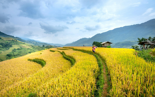 Golden terraced fields from Chrome web store to be run with OffiDocs Chromium online Golden terraced fields from Chrome web store to be run with OffiDocs Chromium online