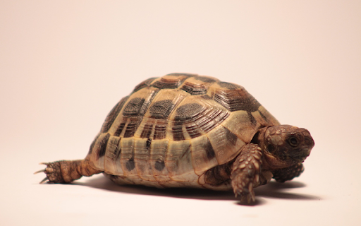 Golden Turtle  from Chrome web store to be run with OffiDocs Chromium online