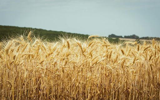 Golden Wheat Fields  from Chrome web store to be run with OffiDocs Chromium online