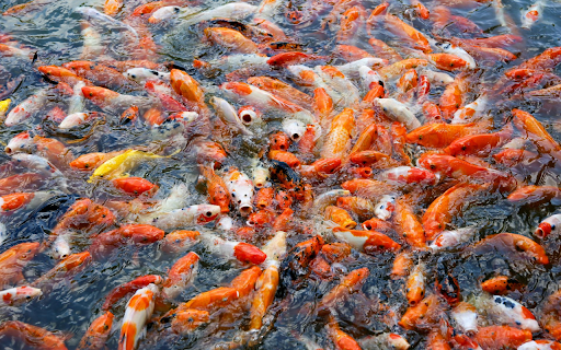 goldfish pond  from Chrome web store to be run with OffiDocs Chromium online