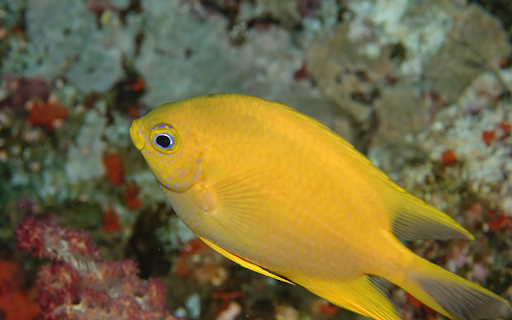 Goldfish Under the Sea  from Chrome web store to be run with OffiDocs Chromium online
