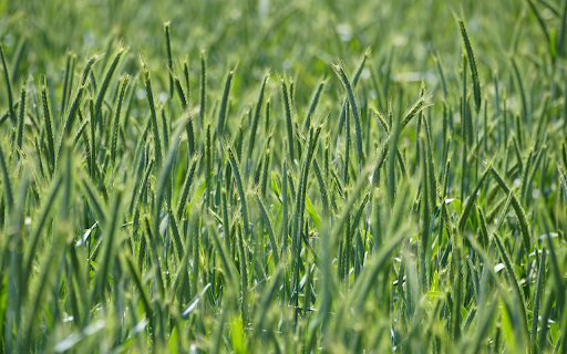Good green barley  from Chrome web store to be run with OffiDocs Chromium online