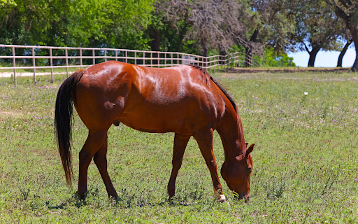 Good horse  from Chrome web store to be run with OffiDocs Chromium online