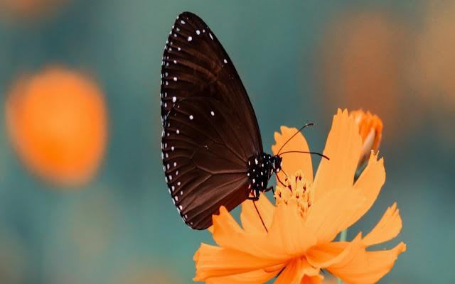 Good Morning Butterfly Image Chrome Theme  from Chrome web store to be run with OffiDocs Chromium online
