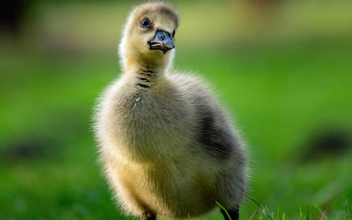 Goofy Goose  from Chrome web store to be run with OffiDocs Chromium online