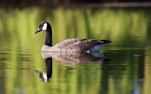 GOOSE 2 Theme  from Chrome web store to be run with OffiDocs Chromium online