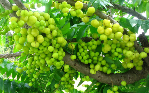 Gooseberry Tree  from Chrome web store to be run with OffiDocs Chromium online
