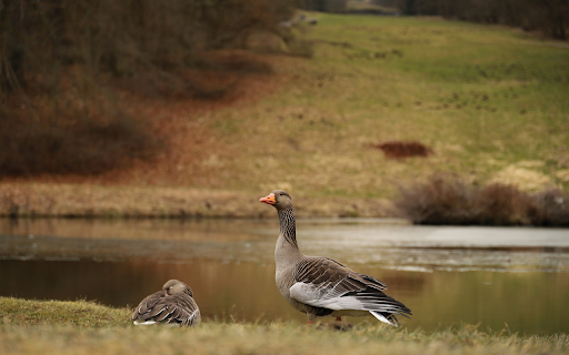 Goose by the lake  from Chrome web store to be run with OffiDocs Chromium online