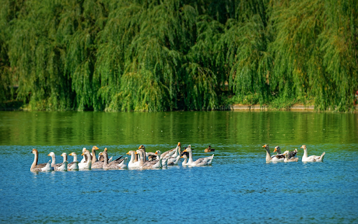 Goose pond and weeping willow  from Chrome web store to be run with OffiDocs Chromium online