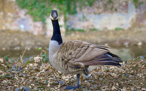 Goose standing on one leg  from Chrome web store to be run with OffiDocs Chromium online