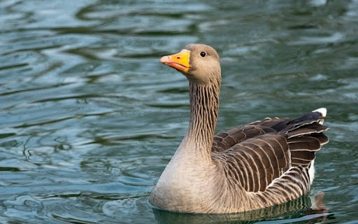 GOOSES Theme  from Chrome web store to be run with OffiDocs Chromium online
