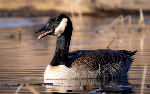 Goose under the lake  from Chrome web store to be run with OffiDocs Chromium online