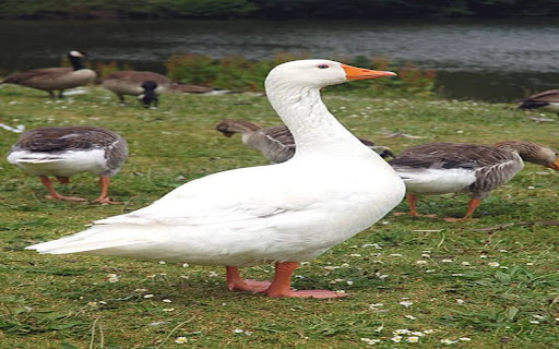 goose wallpaper  from Chrome web store to be run with OffiDocs Chromium online