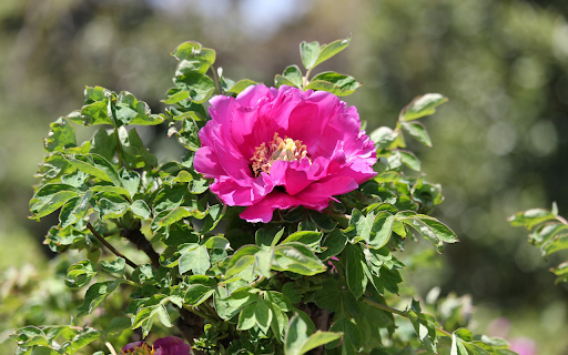 Gorgeous flower  from Chrome web store to be run with OffiDocs Chromium online