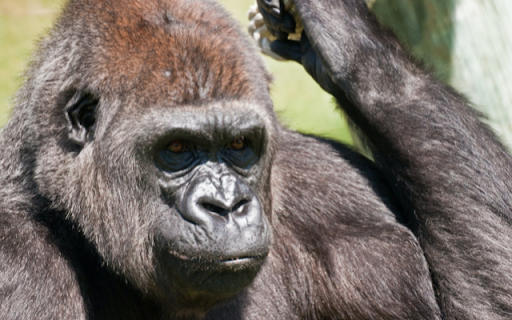Gorilla  from Chrome web store to be run with OffiDocs Chromium online