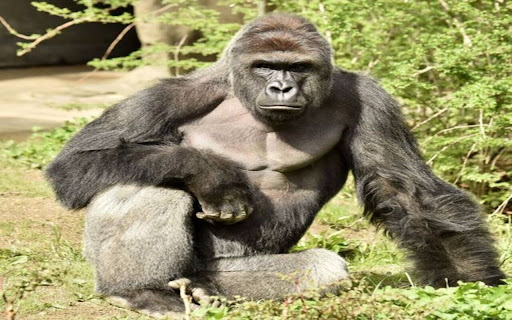 Gorilla Wallpaper  from Chrome web store to be run with OffiDocs Chromium online