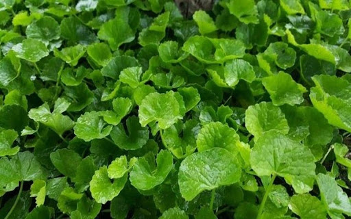 gotu kola wallpaper  from Chrome web store to be run with OffiDocs Chromium online