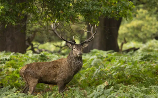 Graceful Deer: The Gentle Wanderers of the Forest  from Chrome web store to be run with OffiDocs Chromium online