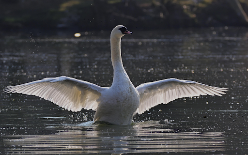 Grace of the Swan  from Chrome web store to be run with OffiDocs Chromium online