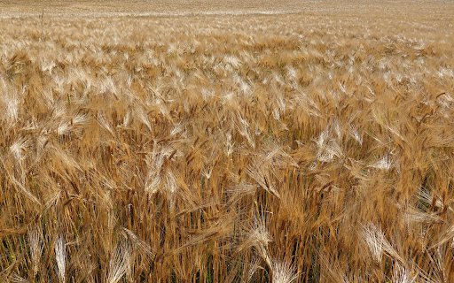 Grain field  from Chrome web store to be run with OffiDocs Chromium online