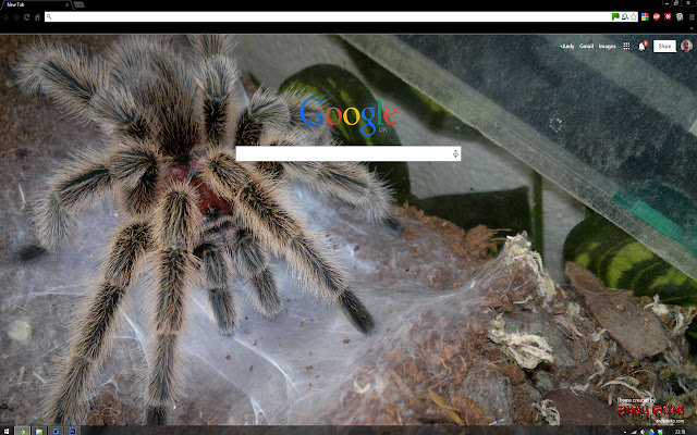 Grammostola north Tarantula  from Chrome web store to be run with OffiDocs Chromium online