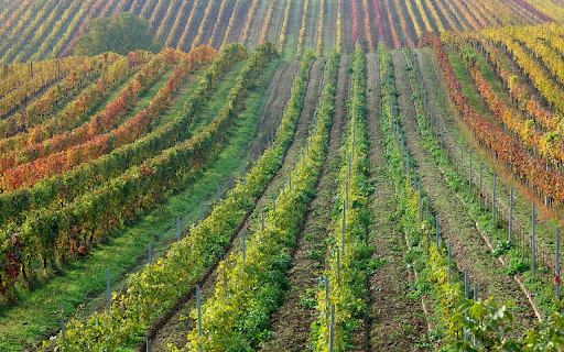 Grape fields  from Chrome web store to be run with OffiDocs Chromium online