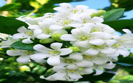 Grapefruit flower cluster wallpaper  from Chrome web store to be run with OffiDocs Chromium online