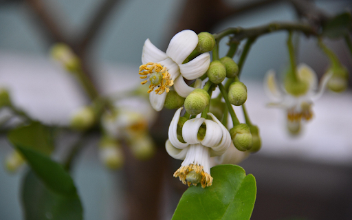 Grapefruit flowers bloom  from Chrome web store to be run with OffiDocs Chromium online