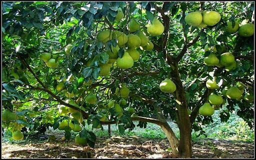 grapefruit tree wallpaper  from Chrome web store to be run with OffiDocs Chromium online