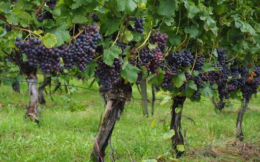 Grapevine Tree  from Chrome web store to be run with OffiDocs Chromium online