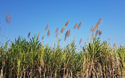 Grass and blue sky  from Chrome web store to be run with OffiDocs Chromium online
