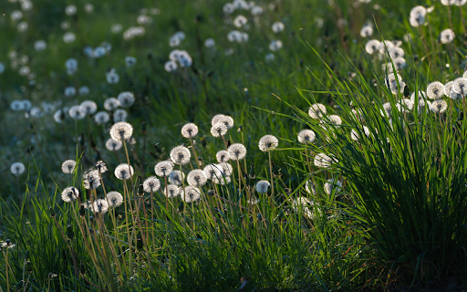 Grass and Dandelions  from Chrome web store to be run with OffiDocs Chromium online