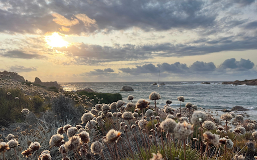 grass and flowers by the sea  from Chrome web store to be run with OffiDocs Chromium online