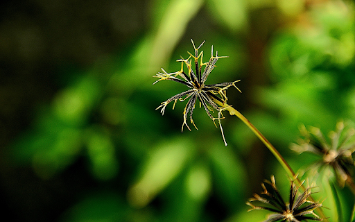 Grass and flower seeds  from Chrome web store to be run with OffiDocs Chromium online