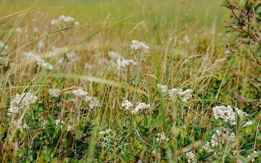 Grass and fragrant flowers  from Chrome web store to be run with OffiDocs Chromium online