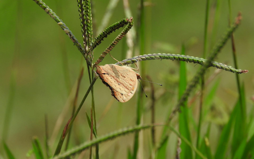 Grass and insects  from Chrome web store to be run with OffiDocs Chromium online