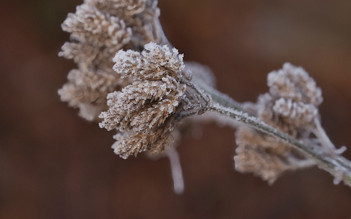 Grass and snowflakes  from Chrome web store to be run with OffiDocs Chromium online