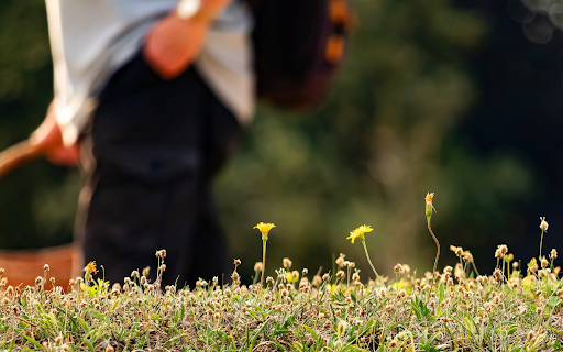 Grass and trees along the road  from Chrome web store to be run with OffiDocs Chromium online
