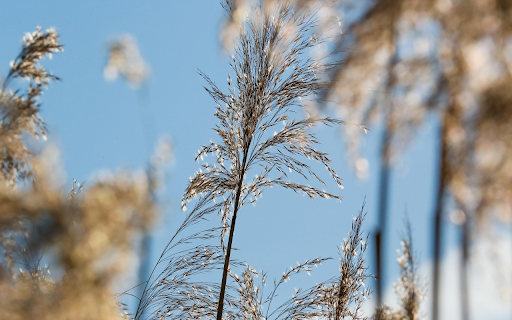 Grass and trees are good for roofing  from Chrome web store to be run with OffiDocs Chromium online