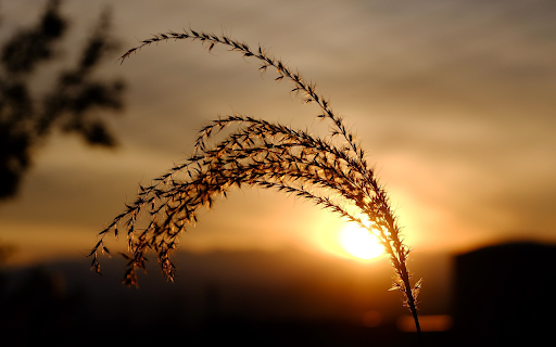 Grass before sunset  from Chrome web store to be run with OffiDocs Chromium online