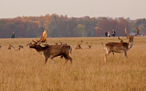 grass fields and animals  from Chrome web store to be run with OffiDocs Chromium online