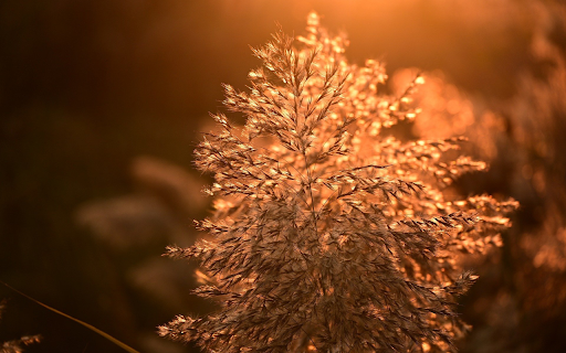 Grass Flowers and Sunset  from Chrome web store to be run with OffiDocs Chromium online