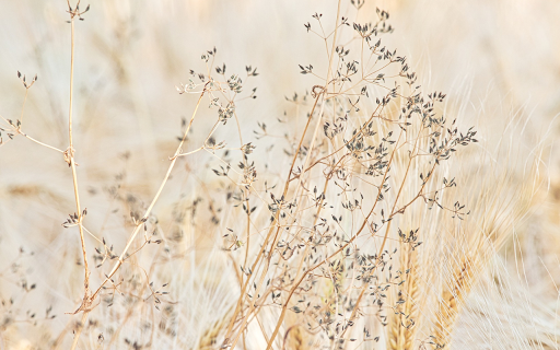 Grass flowers and wheat  from Chrome web store to be run with OffiDocs Chromium online